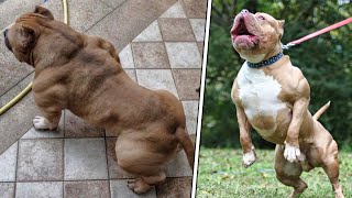 10 Most Muscular Dog Breeds In The World [upl. by Simons]