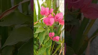 Bougainvillea flowering time start plant growth Greenshine210 [upl. by Feirahs348]