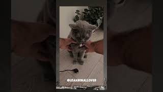 Catitude on point viralvideo cat trending funny usa cute animalwelfare pets [upl. by Margi]