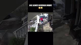 Dog scares doordash delivery driver 😂 explore funny [upl. by Bois]