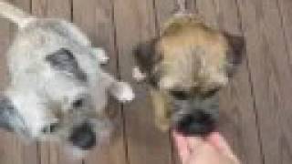 Border Terriers show how smart they are [upl. by Ahtnamys380]