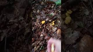 ENFIN DES GIROLLES champignon  girolle récolte [upl. by Direj]