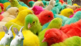 catch colorful chickens ducksrainbow chickens rabbits  cute animal [upl. by Clayborne]