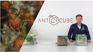 ANTCUBE Starter Set Erweiterung für Blattschneiderameisen [upl. by Ehcor]