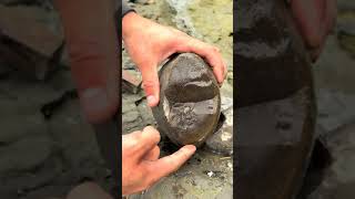 Here’s a video of us exposing a potential Ammonite stone and a perfect Jurassic Belemnite Phragmoc [upl. by Etteb420]