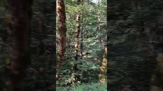 Walking through Hyrcanian forest north of Iran First mounth of Autumn 2024 asmr irantravel [upl. by Lobell]