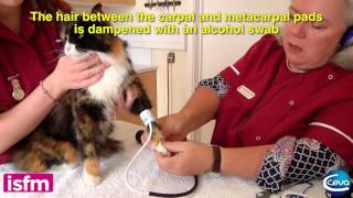 Doppler blood pressure measurement in the cat use of the leg [upl. by Sulihpoeht945]