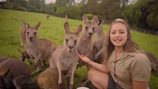 Learn all about Kangaroos and Wallabies [upl. by Decima]