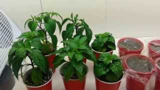 Indoor Pepper Breeding 8  Emasculating Flowers [upl. by Maximilian739]