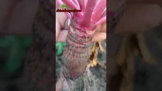 Red Radish harvestlongఎరుపు ముల్లంగిfarmlandytshorts [upl. by Ostraw517]