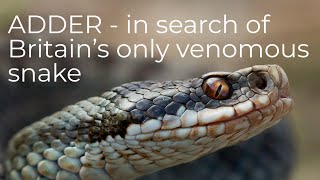 ADDERS  in search of the UKs only venomous snake [upl. by Eelrahc]