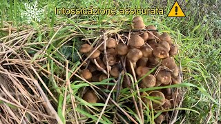 I Chiodini🍄le gelate❄️ ⚠️INTOSSICAZIONE⚠️assicurata 🍄❄️🍄❄️🍄❄️ [upl. by Dur]