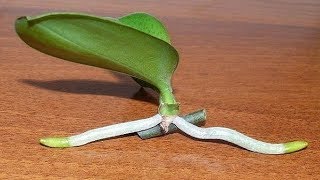 How to Grow Orchids from Stem Cuttings [upl. by Mayne]