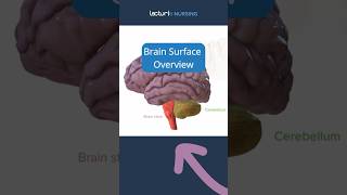 🧠 Exploring Brain Surface Anatomy BrainAnatomy Neuroscience NCLEX [upl. by Marco]