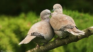 moineau  tourterelle turque  pinson et verdier  oiseaux dans mon jardin HD n°3 [upl. by Naeloj787]