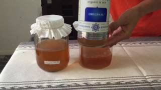 Como crear un hongo kombucha scoby desde cero [upl. by Raquela]