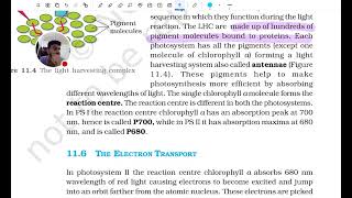 Photosynthesis in higher plants ncert reading section 113 neet ncert listen studywithme [upl. by Annehs]