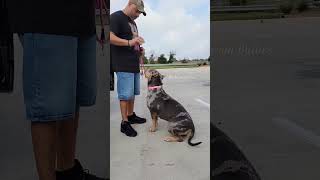 110 lbs Female Xl American Bully Burleson Bullies [upl. by Yelsek]