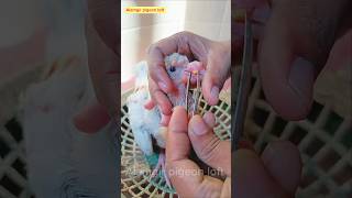 pigeon pox treatment 💯🕊️ viral viralvideo viralshorts youtubeshorts birds edit [upl. by Clayborn638]