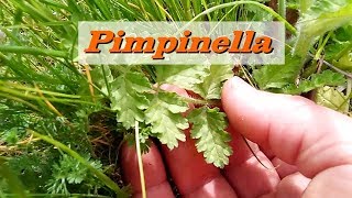 Riconoscere la Pimpinella Pimpinella Anisum le proprietà e come cucinarla [upl. by Yonit]