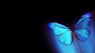 Hologram video 3d Butterfly 4k 2017 video Mr Plash [upl. by Sproul]