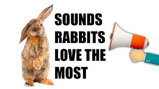 11 Sounds Rabbits Love the MOST [upl. by Marcile]