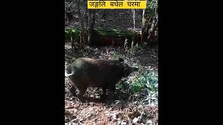 जङ्गलि बधेल घरमा यसरी पालिदै  Badhel farming  Pig farming in nepal  agriculture nayakkrishitv [upl. by Mick467]