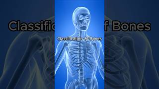 Classification Of Bones  Sesamoid Bone [upl. by Pollerd]