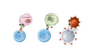 B CELLS and T CELLS EXPLAINED [upl. by Zela221]