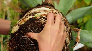 Agave americana  Propagation by dividing [upl. by Anoerb]