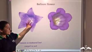 Cross pollination in bisexual plants [upl. by Belter]