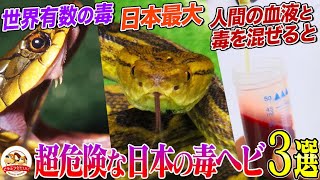 【危険生物】絶対に要注意な日本の毒ヘビたちの危険度がわかる検証映像！ハブ、マムシ、ヤマカガシのTOP３をジャパンスネークセンターで取材【どうぶつ奇想天外／WAKUWAKU】 [upl. by Thurlow]