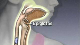 Through the Esophagus The Function of Peristalsis [upl. by Korff]