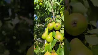 Pear Tree pear peartree trending satisfying [upl. by Tasiana]