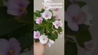 ЛЕМиндальное пирожное🧁 фиалк flowers цветы фиалкацветёт растения фиалки garden plants [upl. by Ecnahs]