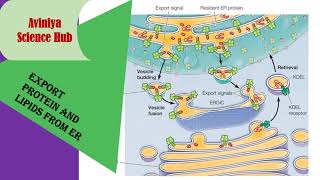 Export protein and lipid from ER  Proteins sorting and transport  cell biology [upl. by Orit]