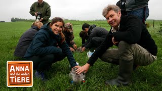 Der Tanz des Kranichs  Reportage für Kinder  Anna und die wilden Tiere [upl. by Zeralda]