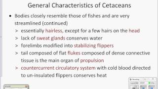 Characteristics of cetaceans [upl. by Charlet848]