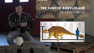 Discovery of Ankylosaur at Suncors Millennium Mine [upl. by Lamberto450]