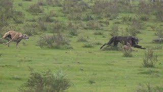 Galgos y Liebres 2023 [upl. by Pavyer]