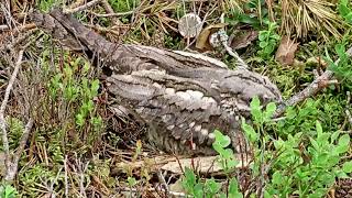 ВИЛУПИЛИСЬ ДВОЄ ПТАШЕНЯТ ДРІМЛЮГИ ЕСТОНІЯ 14619HATCHED TWO CHICKS EUROPEAN NIGHTJAR ESTONIA [upl. by Jaquenette]