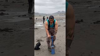 How to dig razor clams [upl. by Ehrsam]