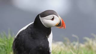 Puffins On Visit To Shetland Islands Scotland [upl. by Cacie221]