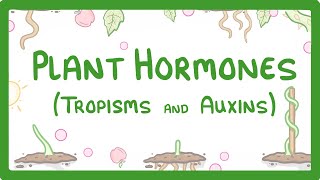 Plant Hormones  Tropisms amp Auxins 52 [upl. by Anelahs461]