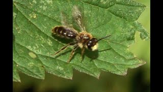 Donkere klaverzandbij Andrena labialis mannetje [upl. by Mori]