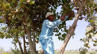 Kachnar tree plant  How To grow kachnar  Bauhinia variegata  kachnar plant care and benefits [upl. by Enytsirk406]