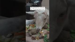 Animals Enjoy ThanksgivingThemed Enrichment at Brookfield Zoo Chicago [upl. by Rintoul]