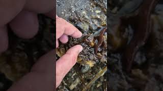 Helping a wee Butterfish back under cover before the gulls spot it County Clare Ireland [upl. by Ailime]