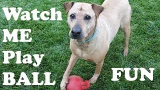 Big Brown Dog Playing Red Ball Green Grass Lawn Outdoor Yard Fun Animal Pet Video DogsCircle Jazevox [upl. by Irtimd996]