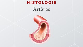 Histologie des artères [upl. by Cristi]